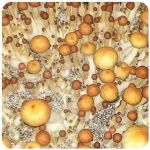 Псилоцибиновые (галлюциногенные)  грибы Psilocybin "Golden Teacher" в Находке