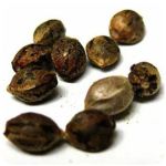 Семена марихуаны АК-47  (Seeds AK-47) в Находке